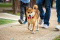 Asian mother child and girl walking together with Shiba inu dog in public park close up Royalty Free Stock Photo