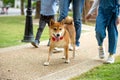 Asian mother child and girl walking together with Shiba inu dog in public park close up Royalty Free Stock Photo