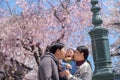 Asian mother and father kissing their 2 - 3 years old toddler boy son in blossom spring garden sightseeing sakura or cherry Royalty Free Stock Photo