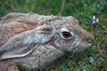 Asian mountain hare TOLAI closeup.