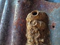 A close-up of mud dauber nest. Royalty Free Stock Photo