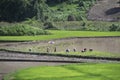 Asian multiple gender farmer harvest rice on rain season in step field in Vietnam.countryside agriculture plantation in Southeast Royalty Free Stock Photo