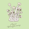 Asian mushrooms illustration. Fresh Enoki or Shimeji mushrooms. Family of mushrooms.