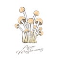 Asian mushrooms illustration. Fresh Enoki or Shimeji mushrooms. Family of mushrooms.