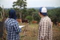 Asian muslim farmer couple checking their beef farm, with domesticated cow ox cattle grazing in the background, agriculture Royalty Free Stock Photo