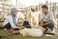 Asian muslim veterinarian medical check up farm animal