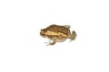 Asian narrowmouth toads,Amphibious isolated on white background Royalty Free Stock Photo