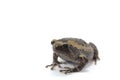 Asian narrowmouth toads Royalty Free Stock Photo