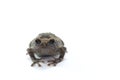 Asian narrowmouth toads Royalty Free Stock Photo