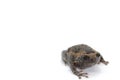 Asian narrowmouth toads Royalty Free Stock Photo