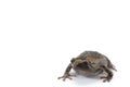 Asian narrowmouth toads Royalty Free Stock Photo