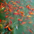 Asian Nishikigoi Koi Pond Royalty Free Stock Photo