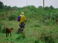 An asian old lady cowherd hold bamboo stick going