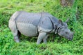 Asian one-horned rhinoceros Royalty Free Stock Photo