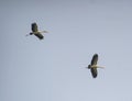 Asian Open Bill or Open-billed Stork Pair flying in the Sky