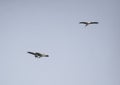 Asian Open Bill or Open-billed Storks flying in the Sky