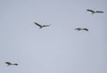 Asian Open Bill or Open-billed Stork flock  flying in the Sky Royalty Free Stock Photo