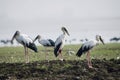 Asian open bill stork, Anastomus oscitans, is a large wading bird in the stork family Ciconiidae. Royalty Free Stock Photo