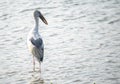 Asian open bill stork Royalty Free Stock Photo