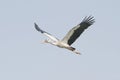 Asian open bill stork Royalty Free Stock Photo