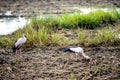 Asian Open-billed stork