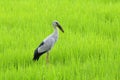 Asian Openbill