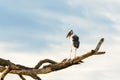 Asian Openbill (Anastomus oscitans) White bird sta Royalty Free Stock Photo