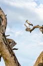 Asian Openbill (Anastomus oscitans) White bird sta Royalty Free Stock Photo