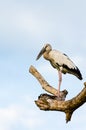 Asian Openbill (Anastomus oscitans) White bird standing alone Royalty Free Stock Photo