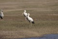 Asian openbill or Asian openbill stork, family Ciconiidae. Royalty Free Stock Photo