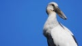 Asian openbill bird on half body