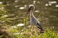 Asian Openbill. Royalty Free Stock Photo