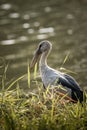 Asian Openbill. Royalty Free Stock Photo