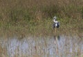 Asian Openbill or Openbilled Stork standing in water