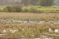 Asian openbill in paddy at Thailand.