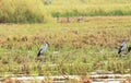 Asian openbill in paddy at Thailand.