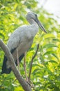 Asian Openbill, Picture from Poovar Backwaters, Kerala, India Royalty Free Stock Photo