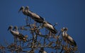 Asian openbill resting on native trees  after feeding on snails and crustations in rice fields removing Pest species like apple Royalty Free Stock Photo