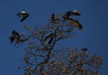 Asian openbill resting on native trees  after feeding on snails and crustations in rice fields removing Pest species like apple Royalty Free Stock Photo