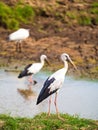 Asian Openbill standing Royalty Free Stock Photo