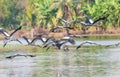 Asian Openbill stork