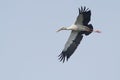 Asian Openbill Stork Bird Royalty Free Stock Photo
