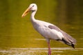Asian Openbill Stork Bird with awesome view Royalty Free Stock Photo