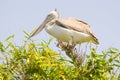 Asian openbill stork bird Royalty Free Stock Photo