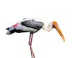 Asian Openbill stork bird Royalty Free Stock Photo