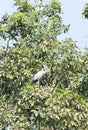Asian Openbill stork bird in nature on the tree Royalty Free Stock Photo