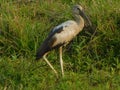 Asian openbill stork bird photography Royalty Free Stock Photo
