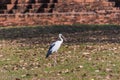 Asian openbill stork bird walking the grass Royalty Free Stock Photo