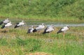 Asian openbill stork