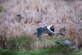 Asian openbill stork in filed